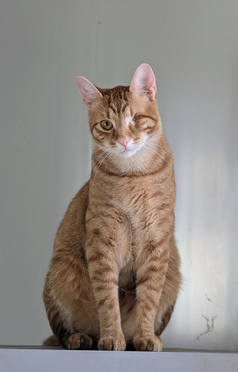 Post vacant: om de companie pentru un motan portocaliu cu un singur ochi.
