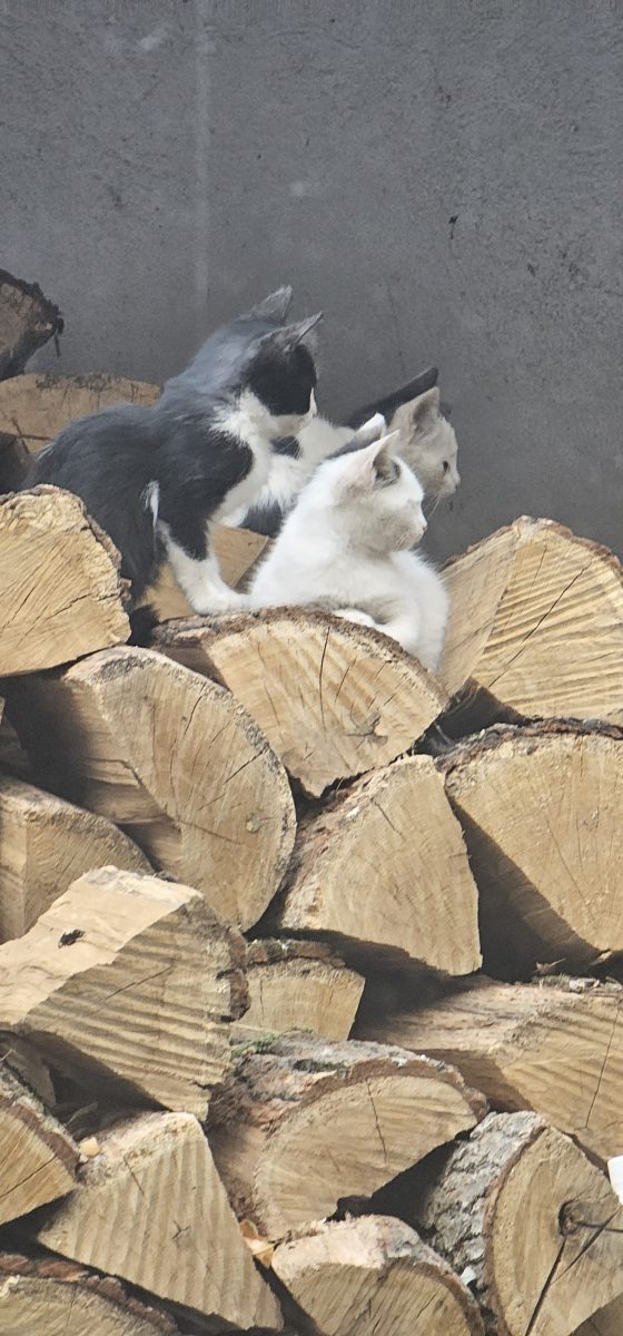 3 frățiori = iubire nelimitată