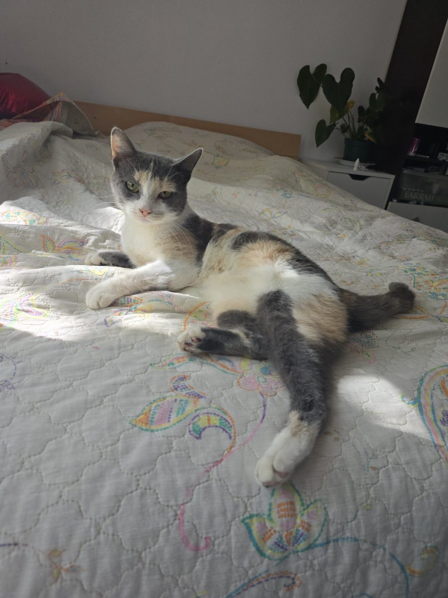 Pentru adoptie!