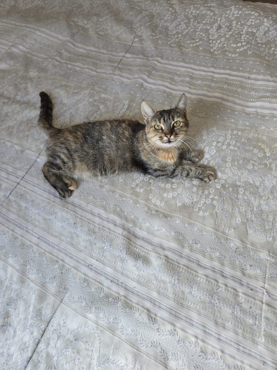 Pisică blândă pentru adopție