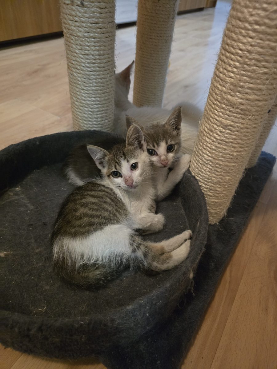 Pisoi pentru adopție!