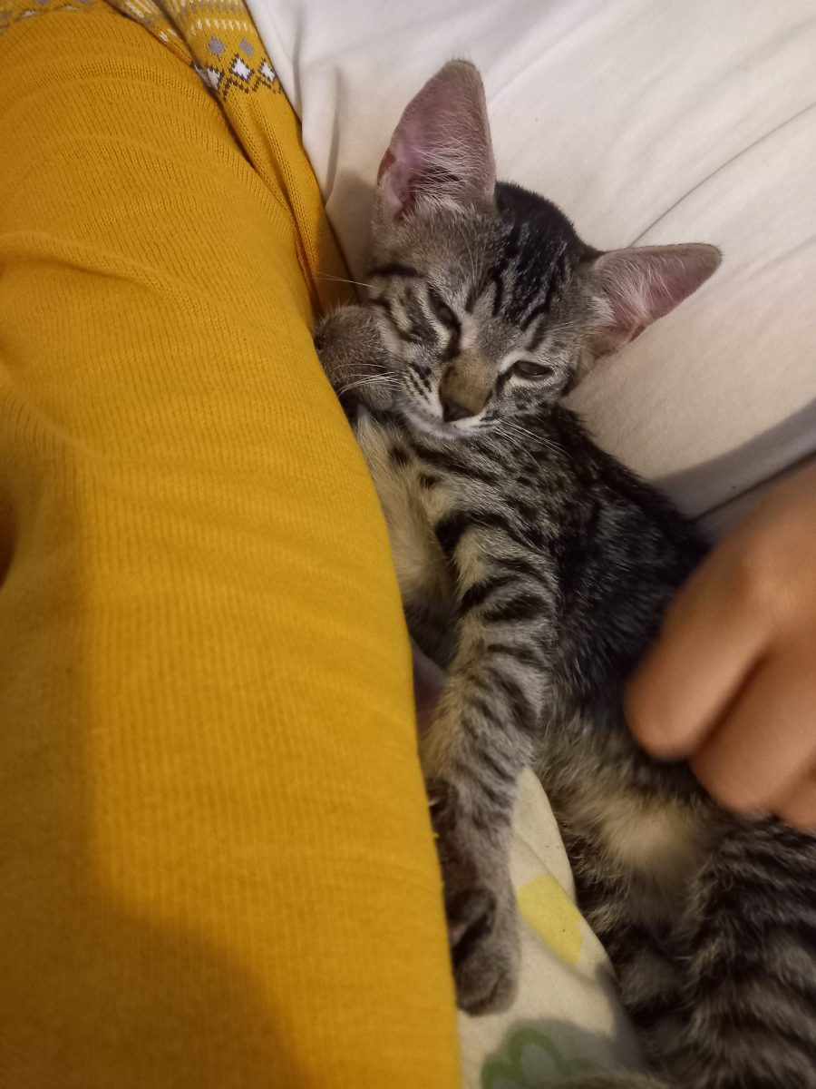Pisica de 3 luni