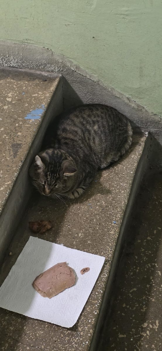 🐾 MOTĂNICĂ ÎȘI CAUTĂ O FAMILIE! 🏡❤️