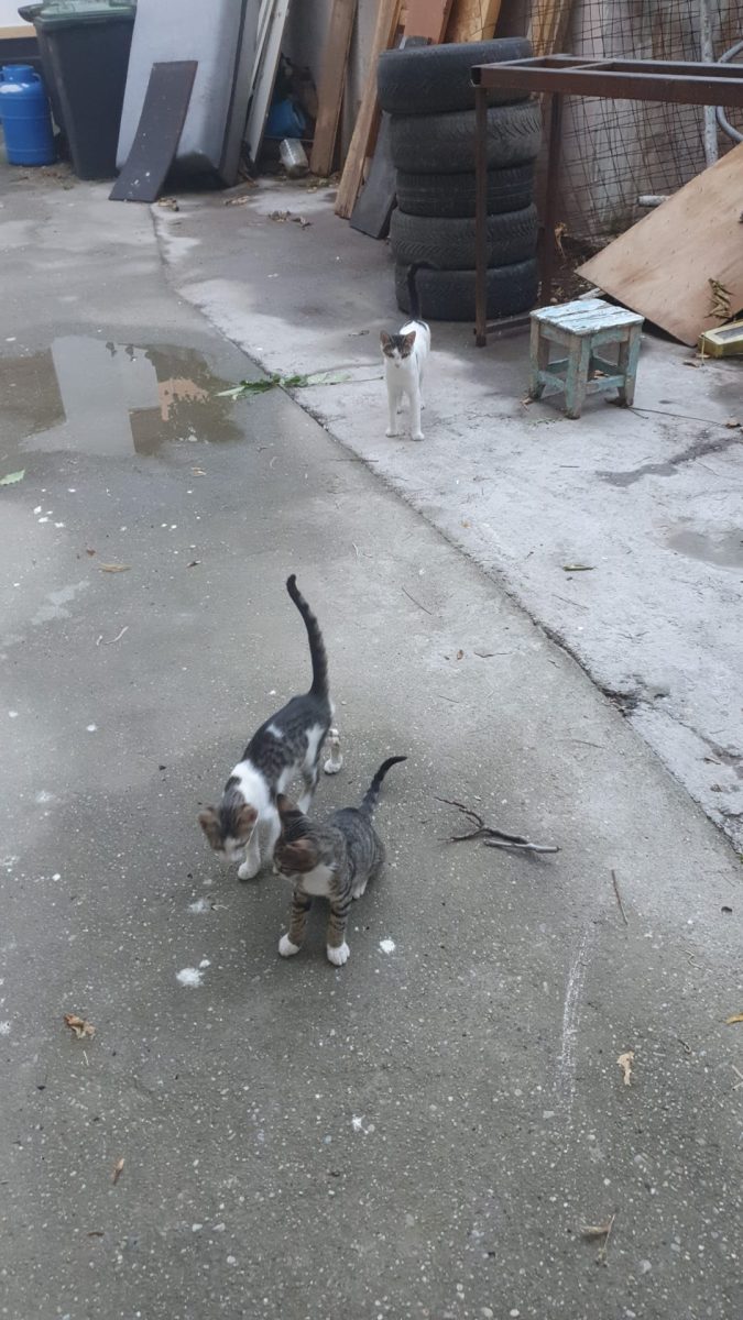 3 puiuti amarati au nevoie de cate o familie