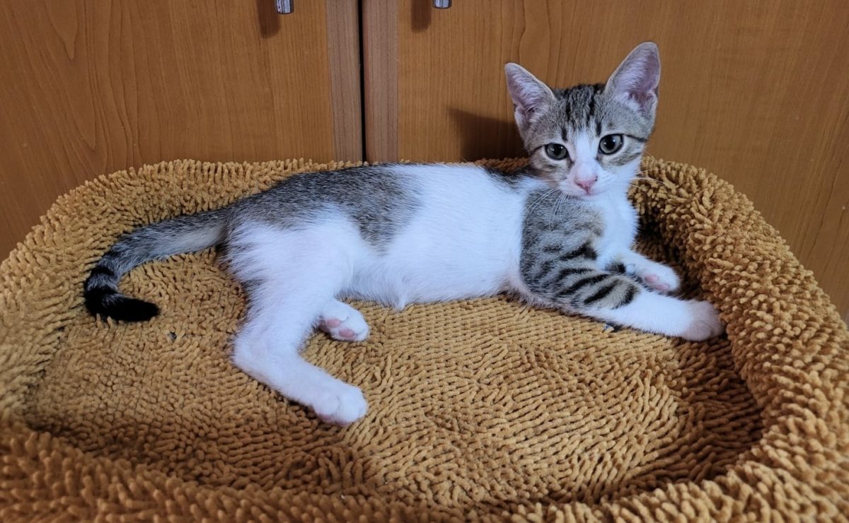 Minunata asta mica își caută o familie!💖💖💖