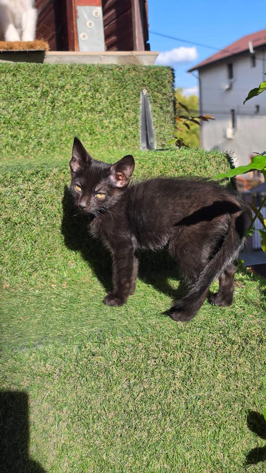 Ofer motan spre adopție