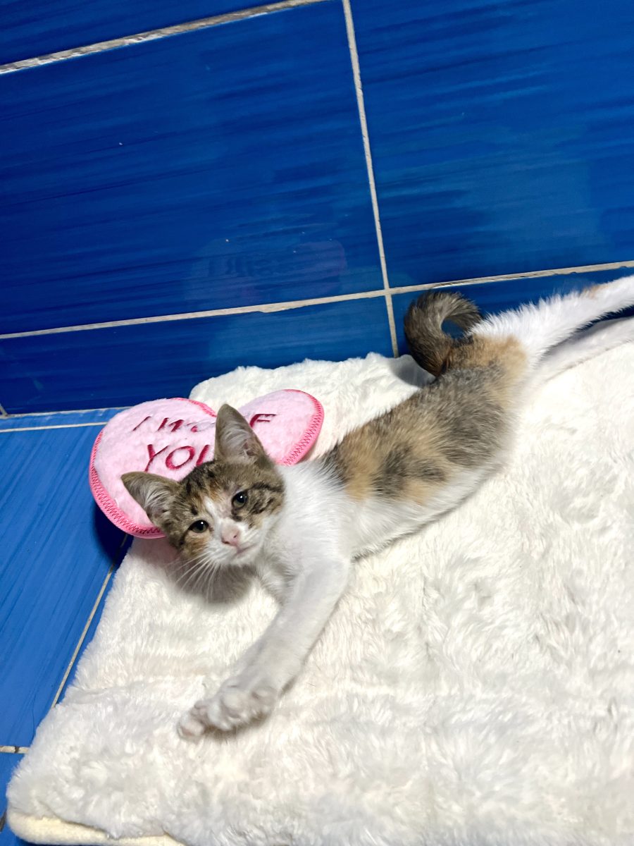 Minnie isi cauta casuta