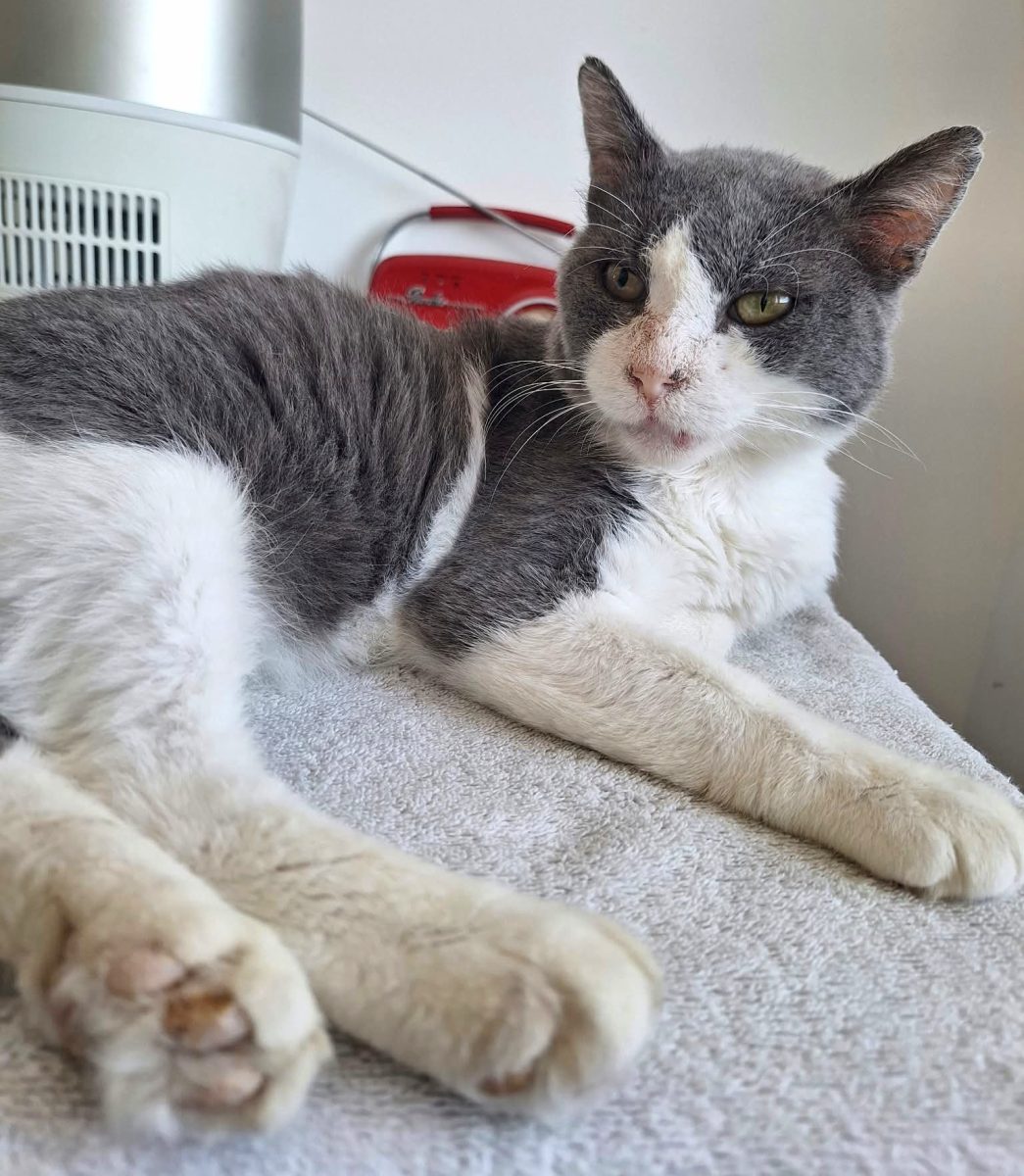 Adoptie motan castrat Martipan