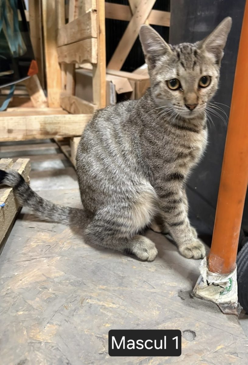 Suntem patru frati si avem nevoie de familii care sa ne adopte!🙏🙏🙏