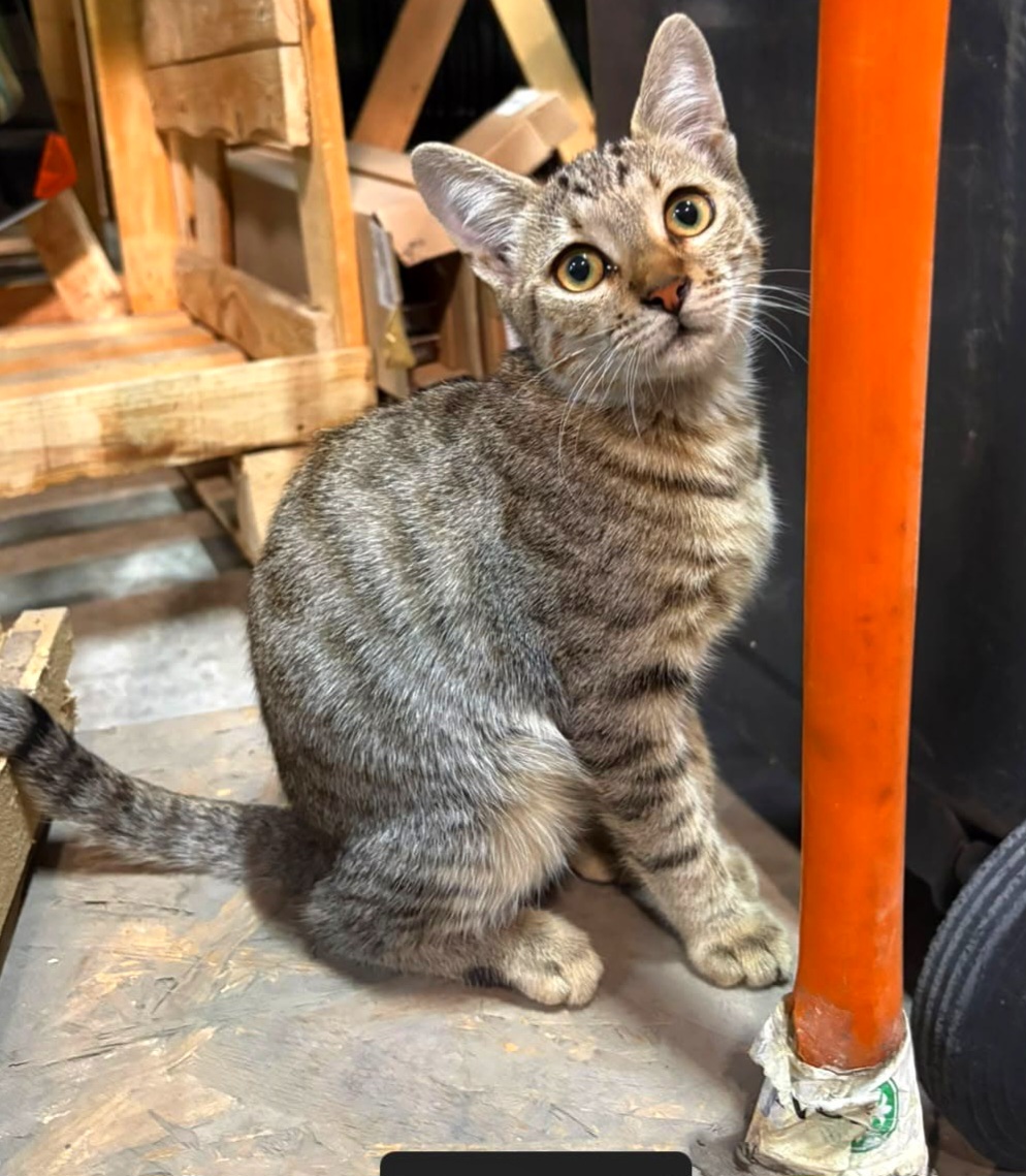 Adoptie Pufineii