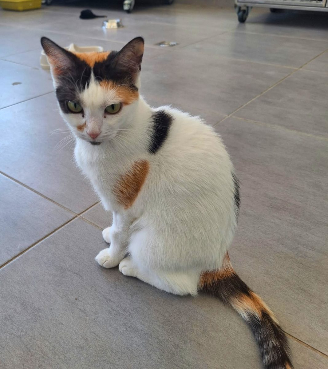 Adoptie pisica calico Lisa