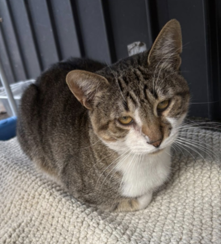 Adoptie motan Money