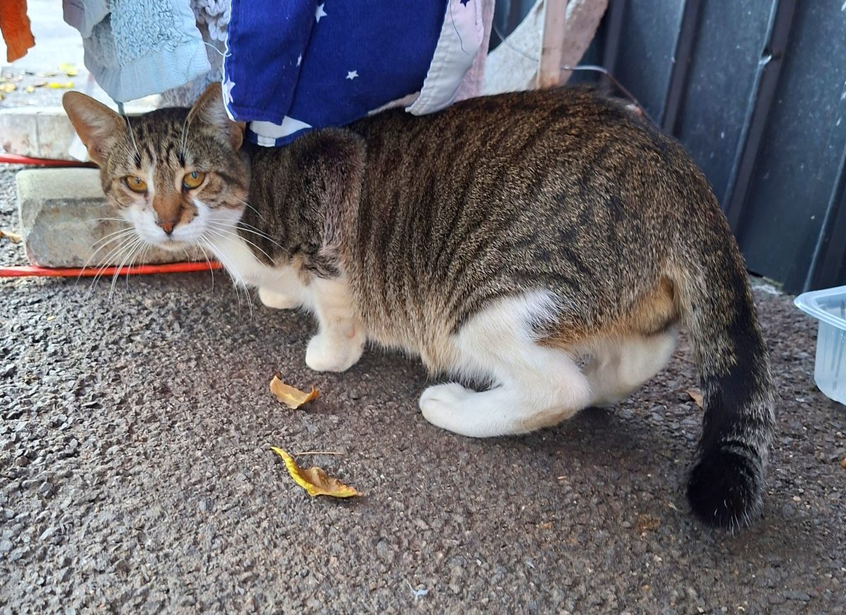Adoptie motan Money