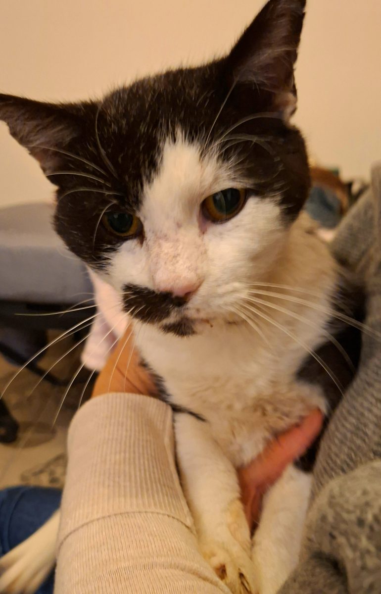 Adoptie motan adult castrat Kay