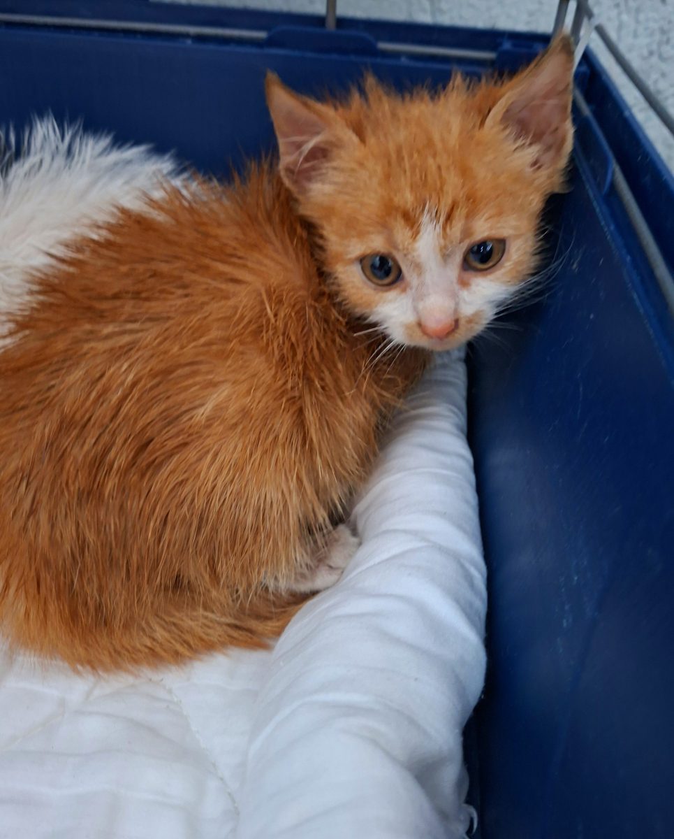 Adoptie pui de pisica Paraschiv si Paraschiva