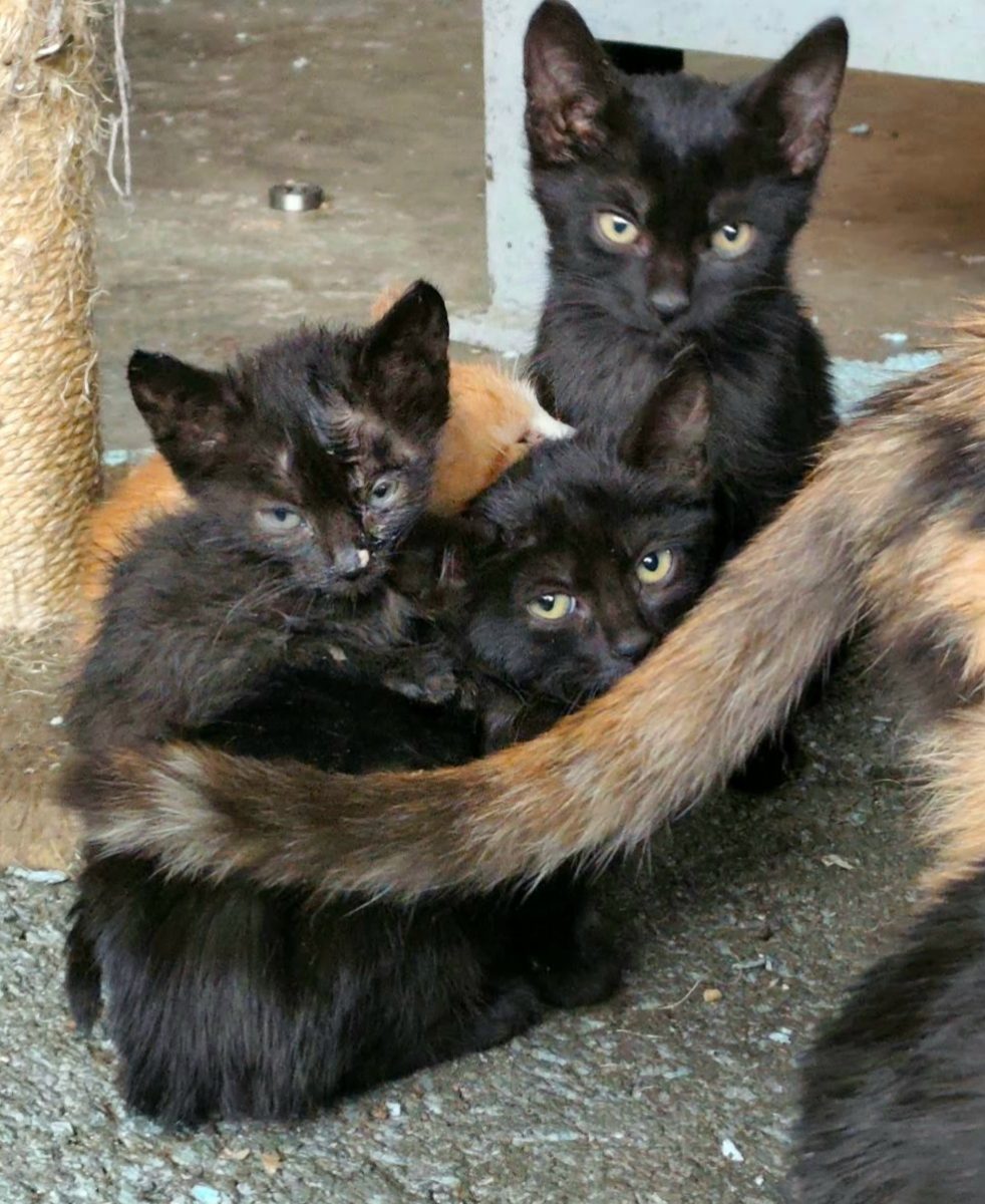 Adoptie pui de pisica Pufisorii