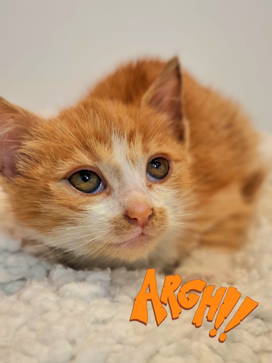 Adoptie motan roscat