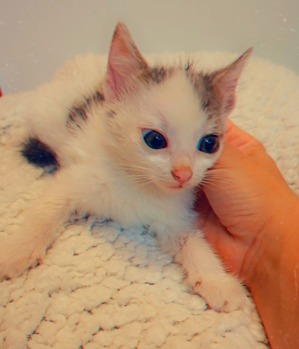 Adoptie pui de pisica alb Shuri