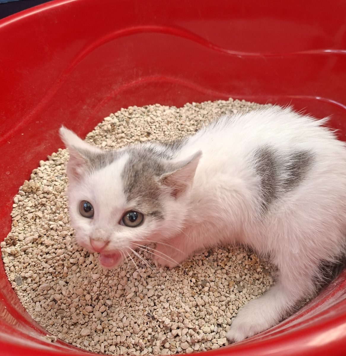 Adoptie pui de pisica alb Sofronica