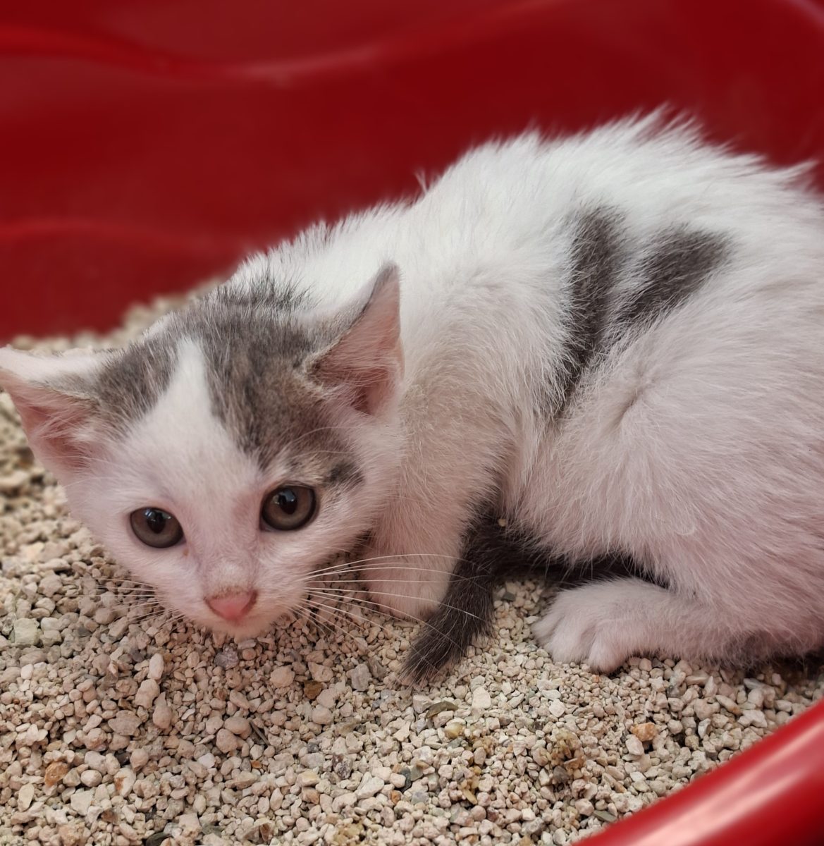Adoptie pui de pisica alb Sofronica