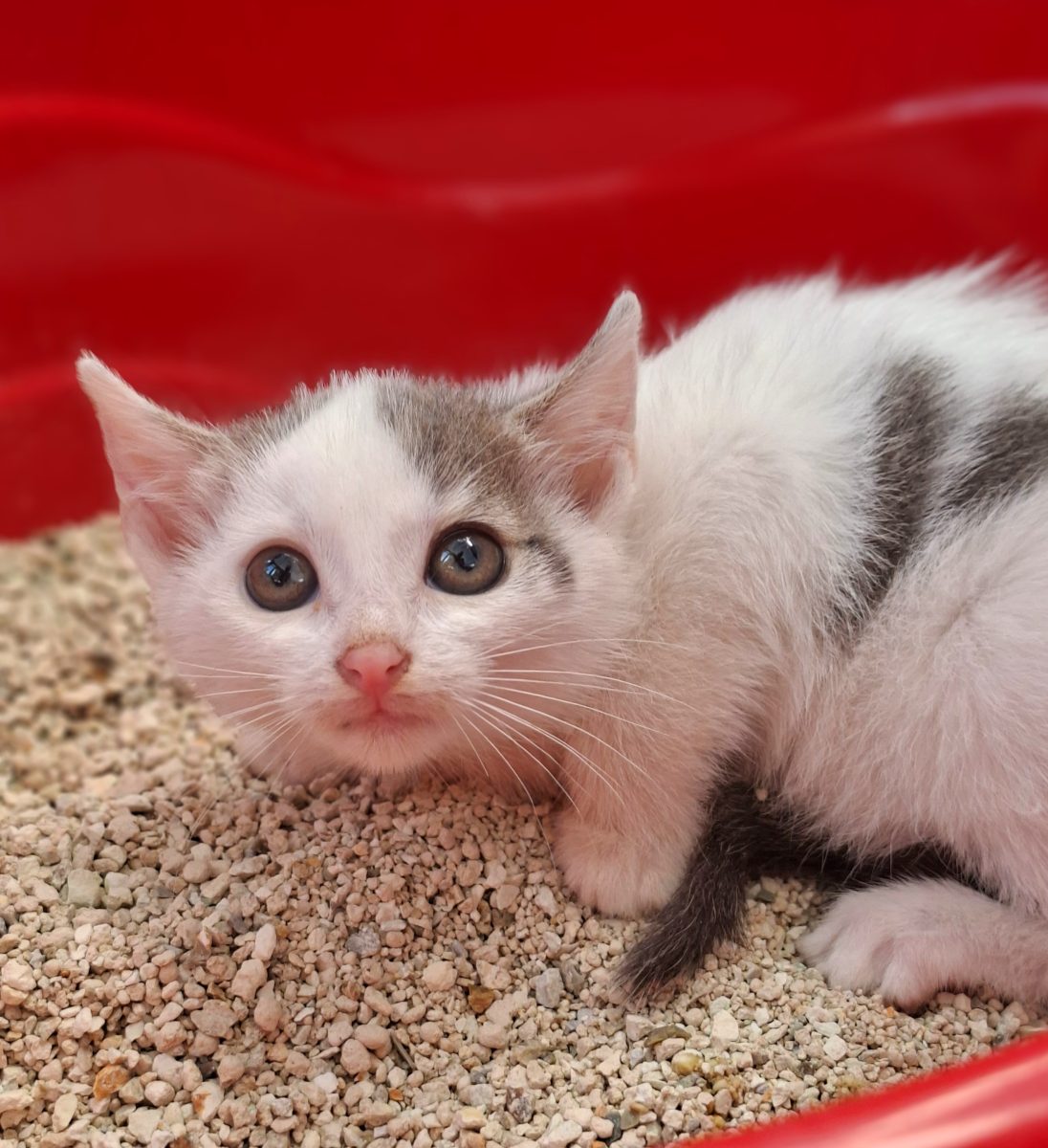 Adoptie pui de pisica Paraschiv si Paraschiva