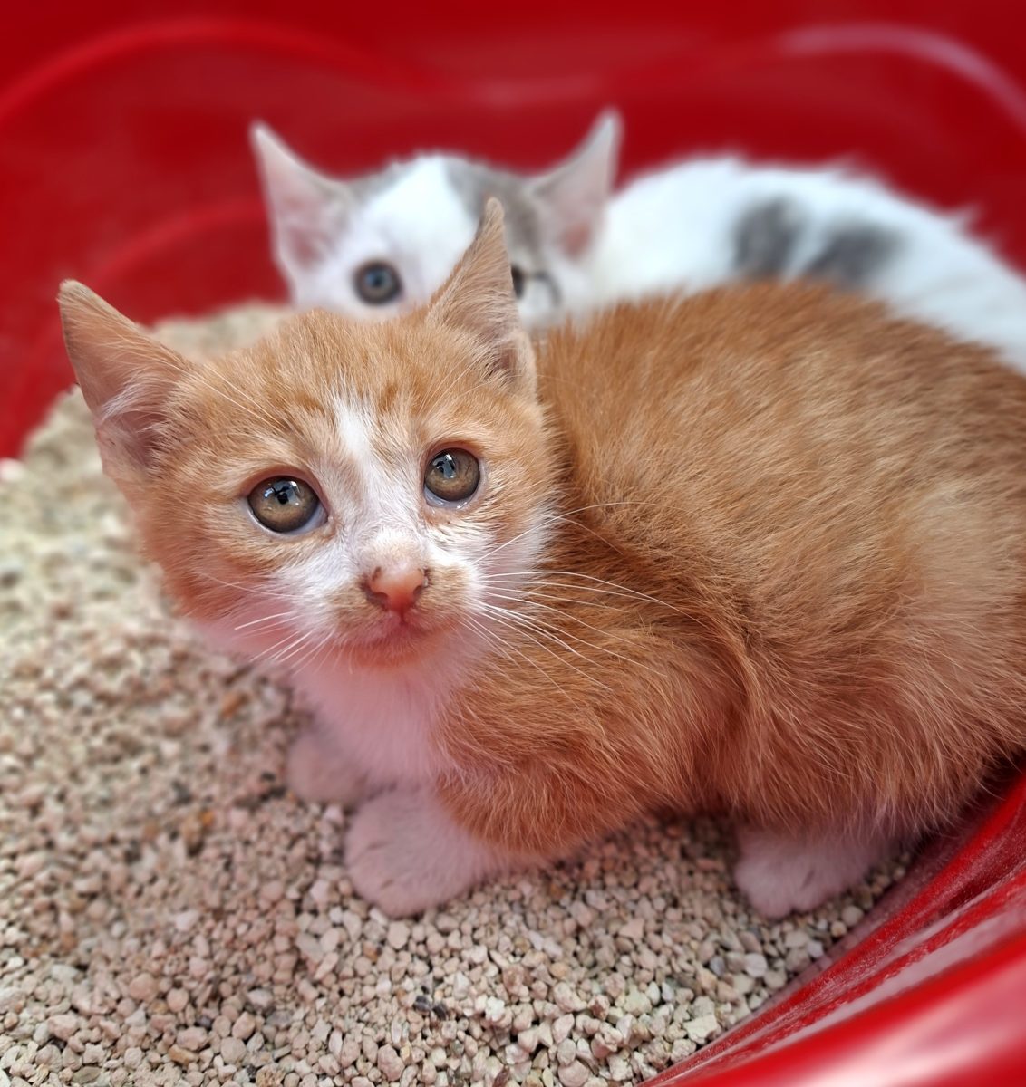 Adoptie pui de pisica motan roscat
