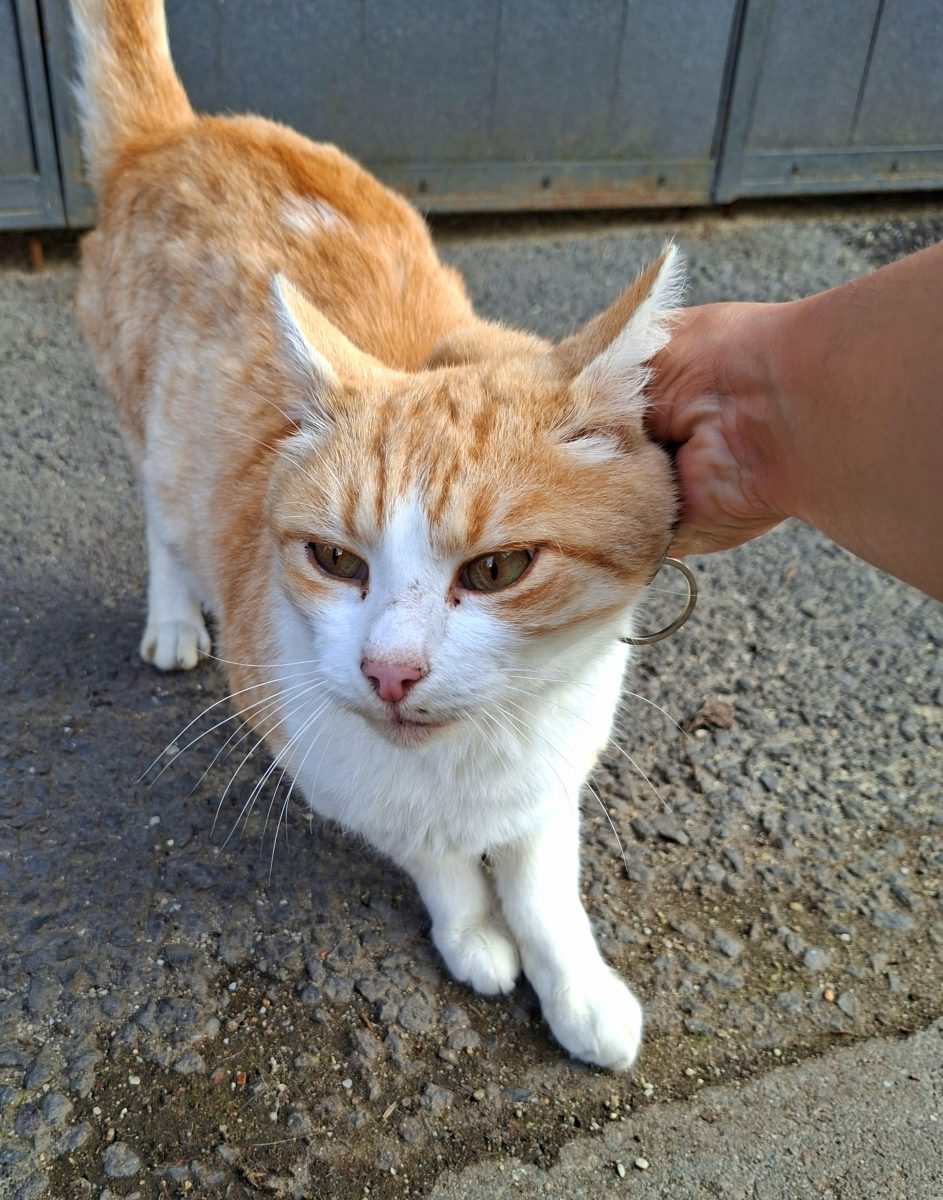 Adoptie motan roscat Robulet