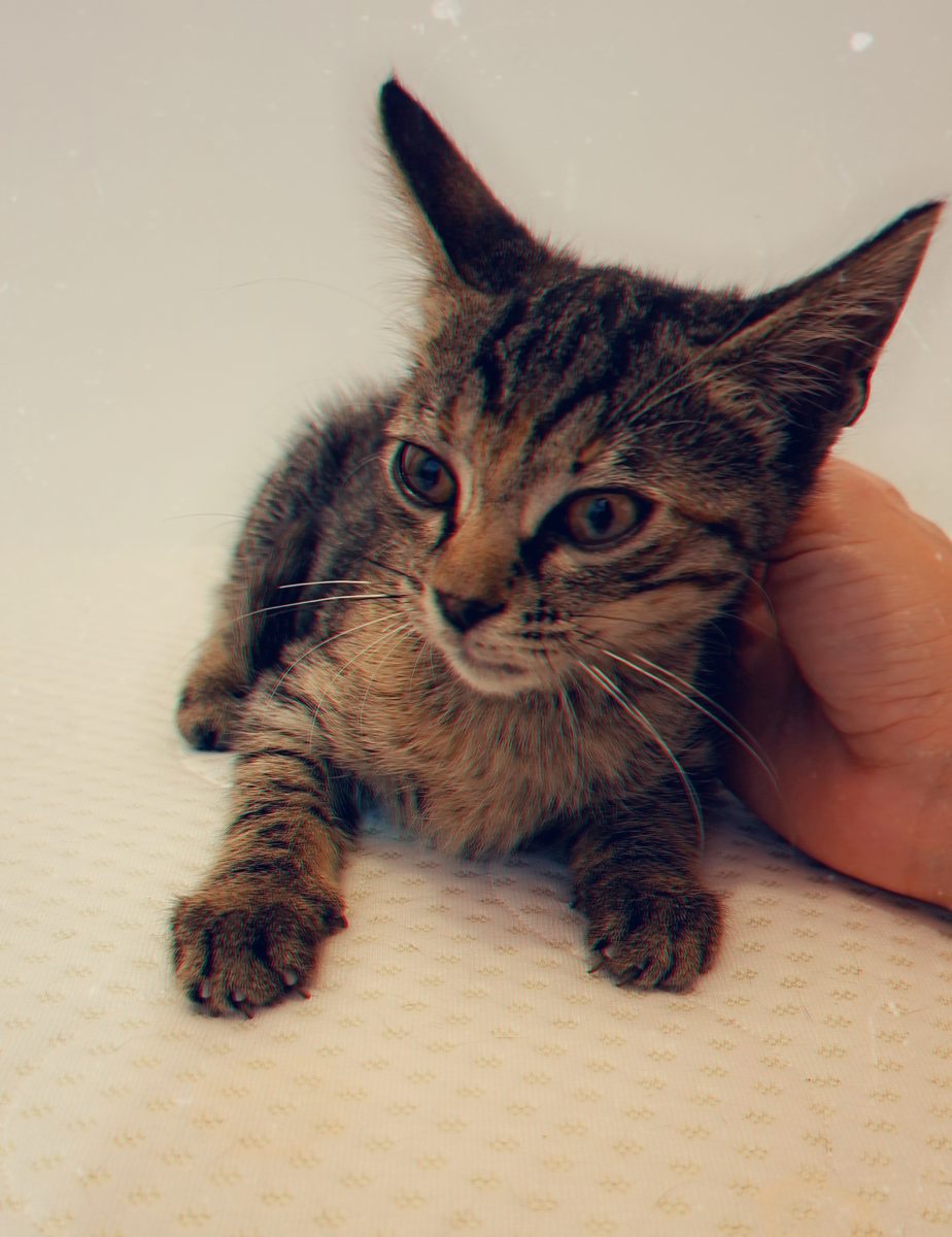 Adoptie pui de pisica tigrat Dimitria