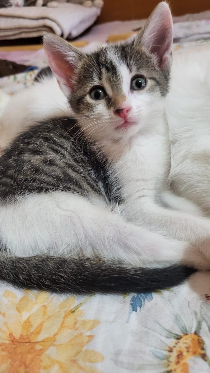 O domnișoară cochetă isi caută familia!💖💖💖