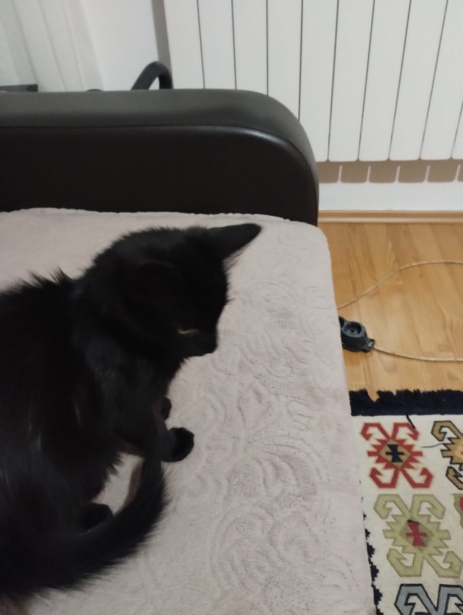 Donez motănel de 3 luni
