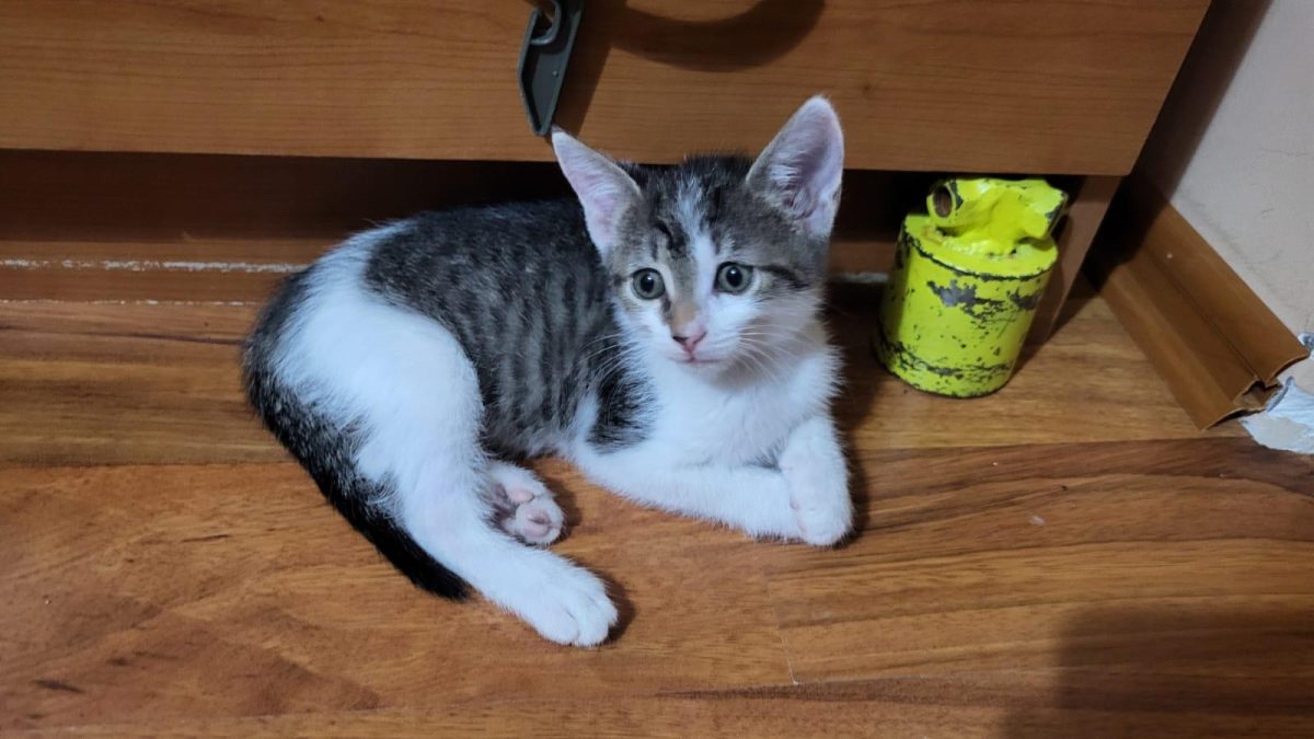 Simpatică și jucăușă își dorește o căsuță!💗💗💗