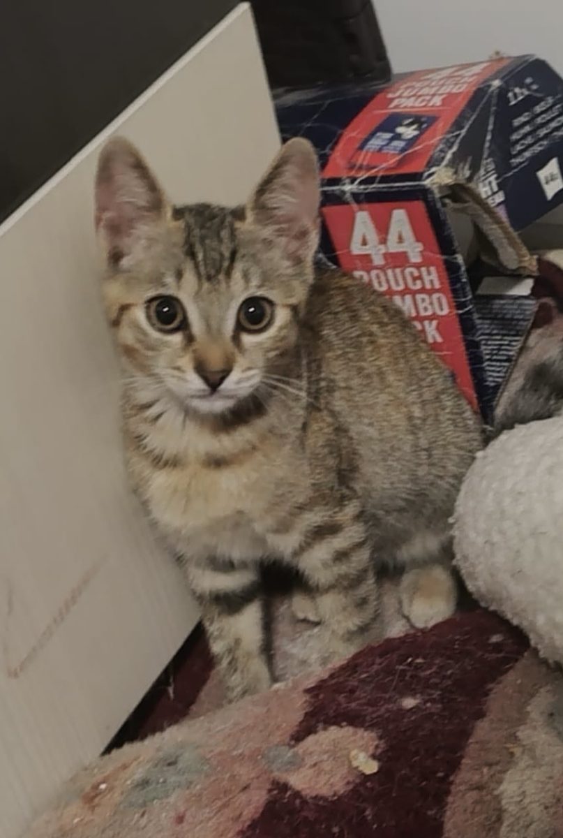 Micuța Leia își dorește să plece la casuta ei!🥰🥰🥰