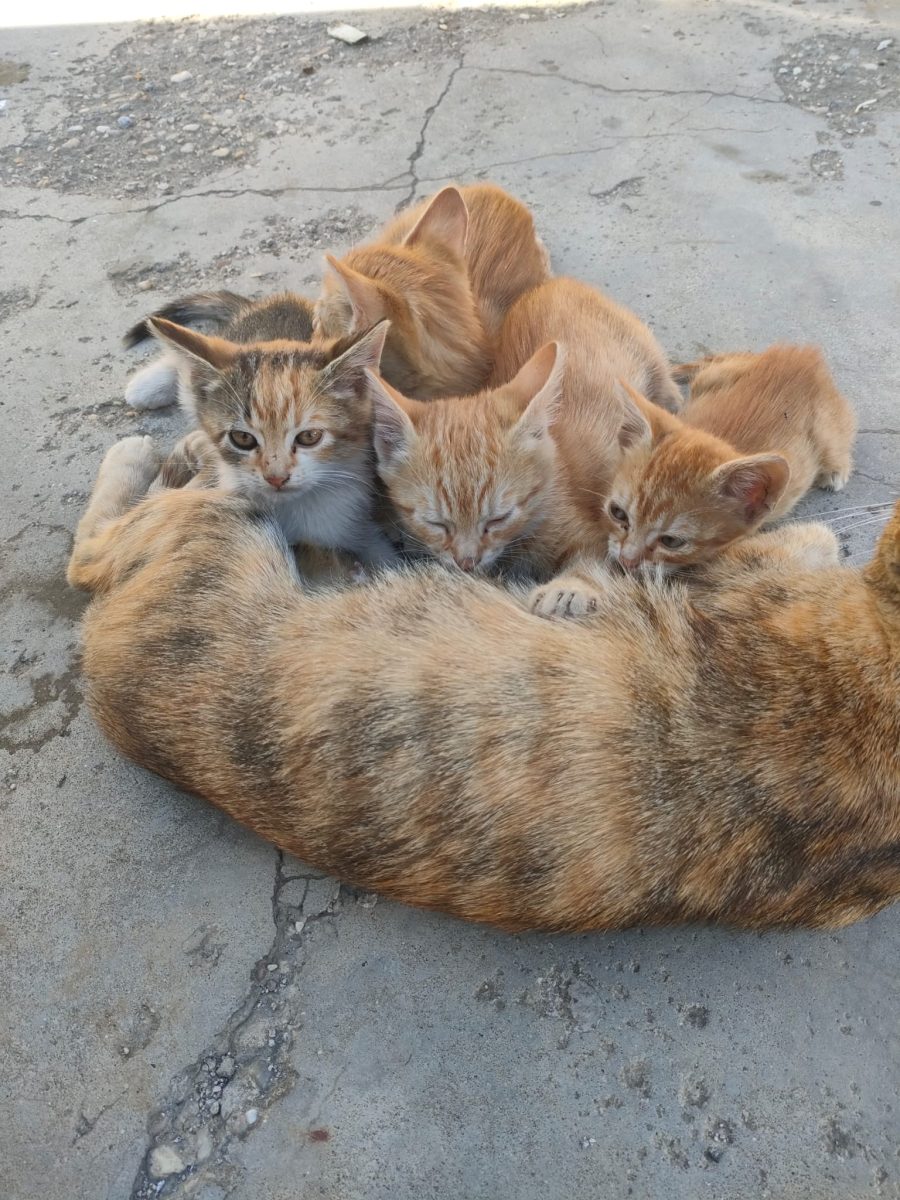 5 suflete mici care așteaptă o familie