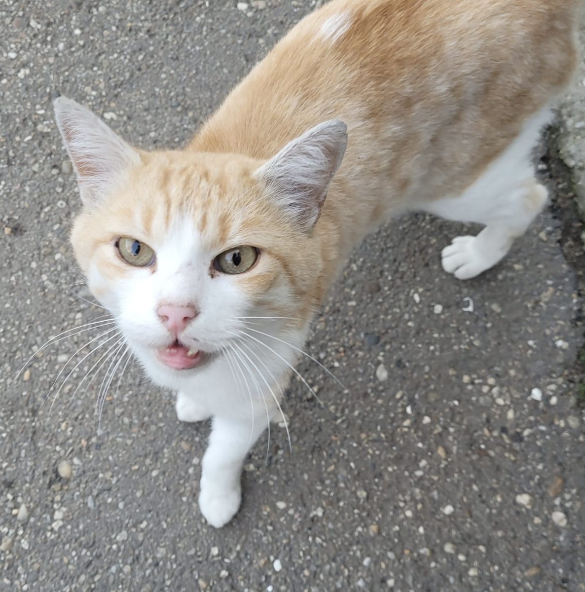 Poky își asteapta sansa de a avea o familie!🧡🧡🧡