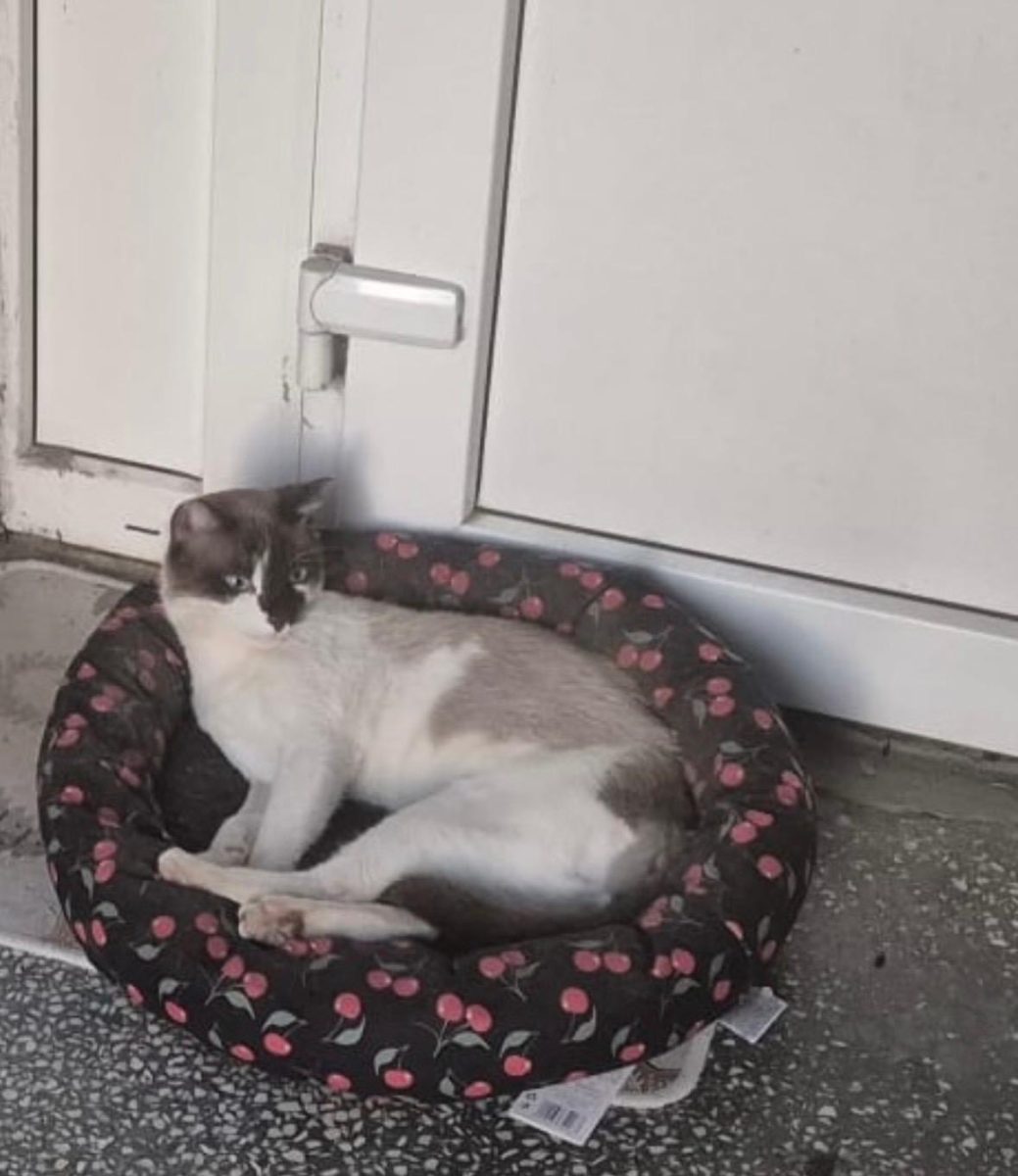 Motan dornic de iubire și alint,isi doreste o familie!💙💙💙