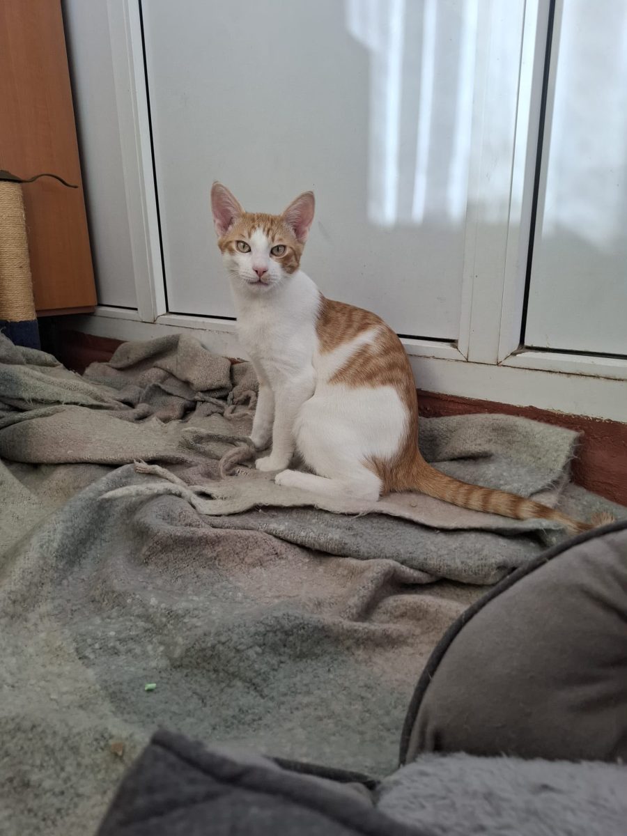 Minunatul asta alintat,are nevoie de adopție!🩵🩵🩵