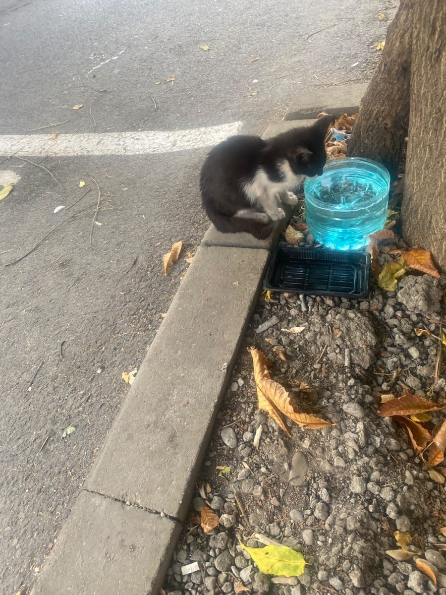 Pisoias pentru adoptie