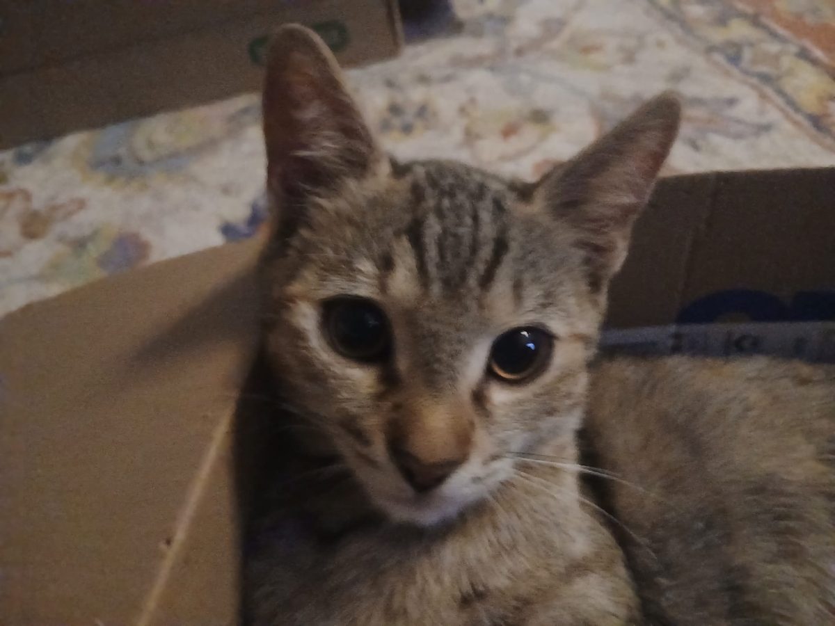 Micuța Leia abia așteaptă sa iti dea viața peste cap!😻😻😻