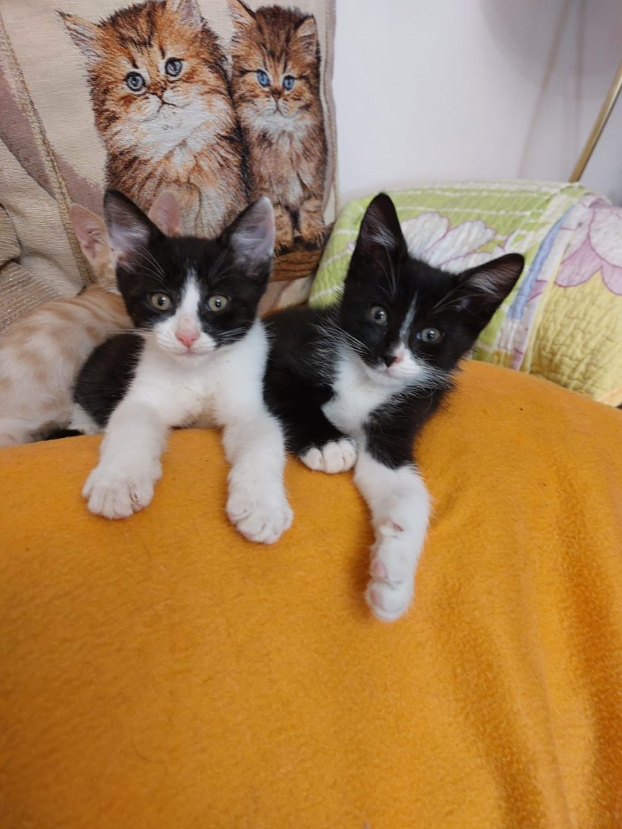 Două minuni pentru adopție!🩵🩵🩵