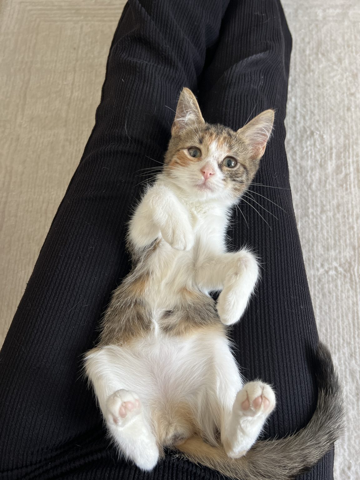 Mini pui pisica - AdoptiiPisici.ro