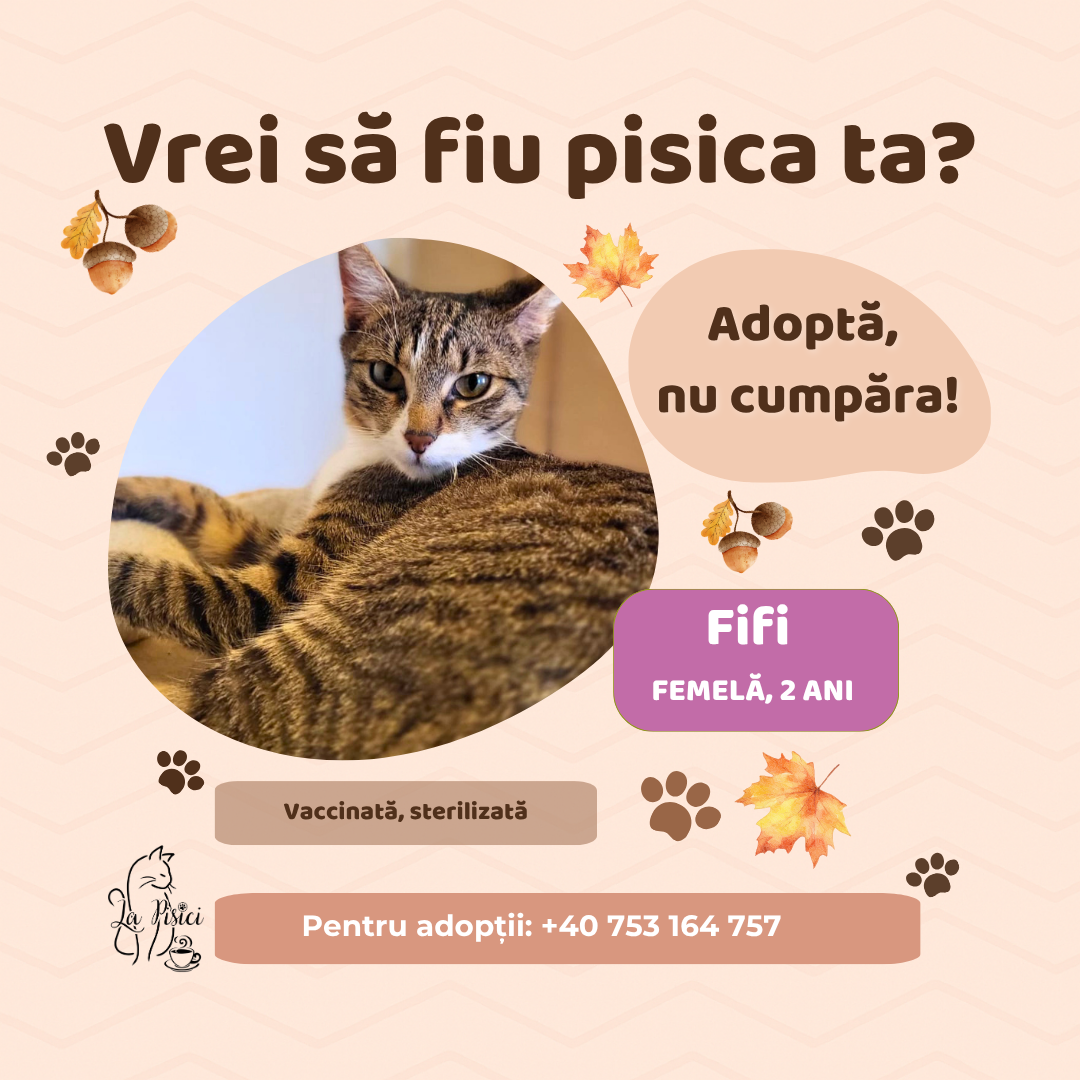🐾 FIFI caută o familie pentru totdeauna 🐾