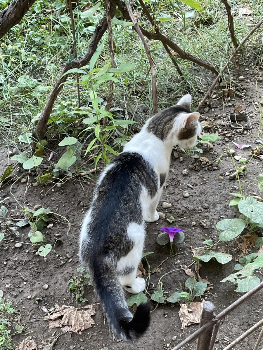 🐾 ADOPȚIE URGENTĂ PLOIEȘTI: Finuța își caută o familie! 🐾