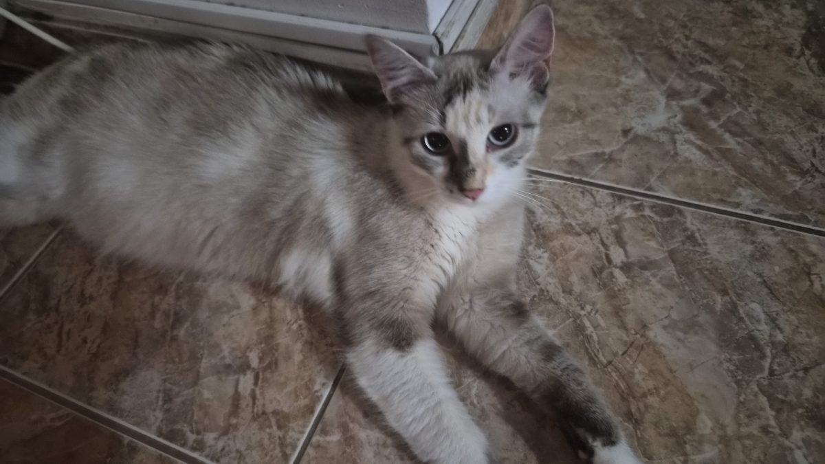 Cleo
