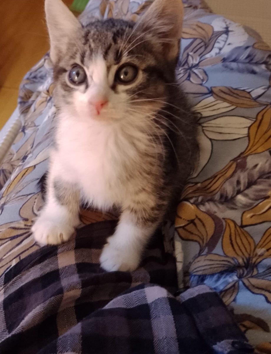 Pisi dulce