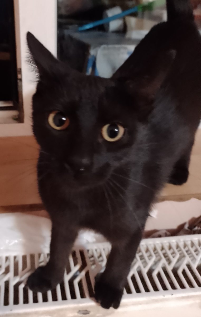Pisicuta cu blanita neagra (5 luni)