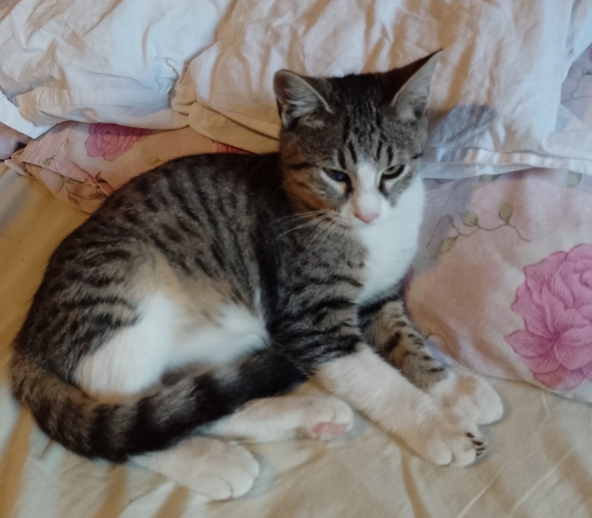 Fetita de 5 luni cauta stapan