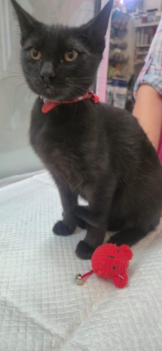 Adoptie pisicuta micuta