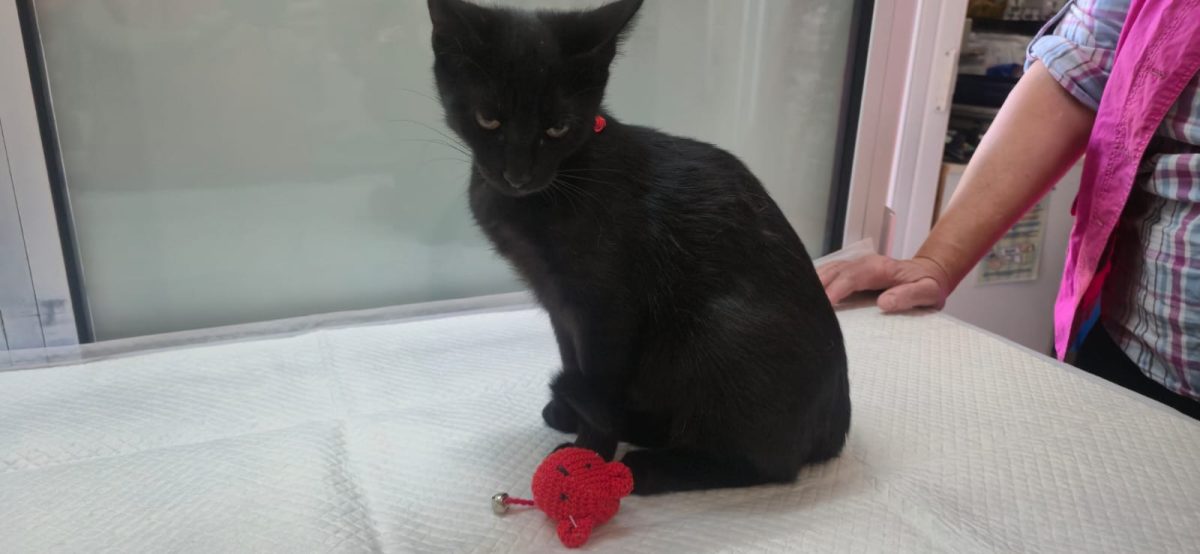 Adoptie pisicuta – 5 luni