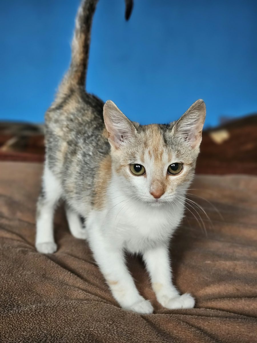 Pisicuta calico