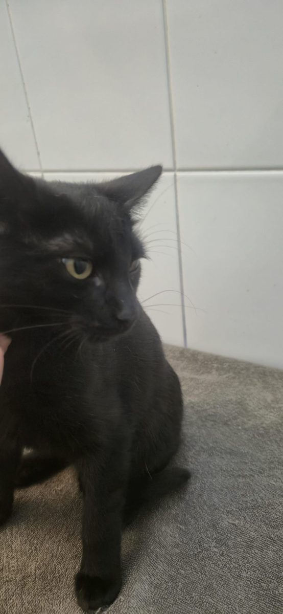 ,,Negrila” 5 luni si multa iubire